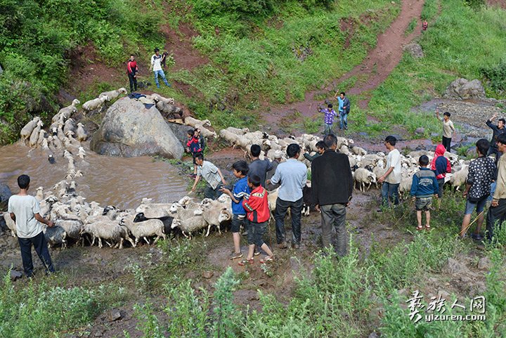 2016年凉山州昭觉县甘多洛古乡果阿丁村举行首届剪羊毛节