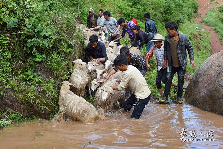 2016年凉山州昭觉县甘多洛古乡果阿丁村举行首届剪羊毛节