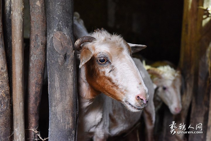 2016年凉山州昭觉县甘多洛古乡果阿丁村举行首届剪羊毛节