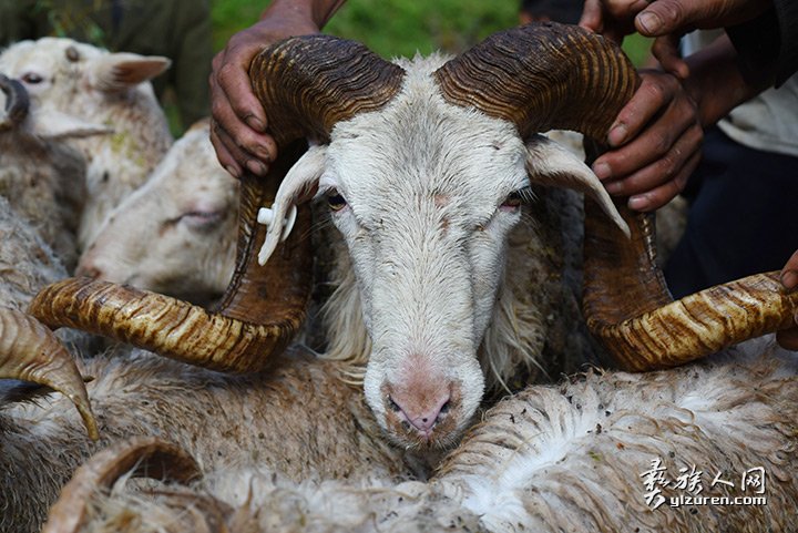 2016年凉山州昭觉县甘多洛古乡果阿丁村举行首届剪羊毛节