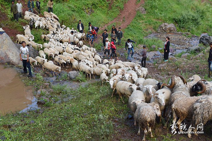 2016年凉山州昭觉县甘多洛古乡果阿丁村举行首届剪羊毛节