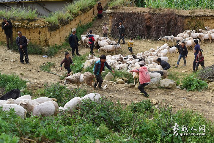 2016年凉山州昭觉县甘多洛古乡果阿丁村举行首届剪羊毛节