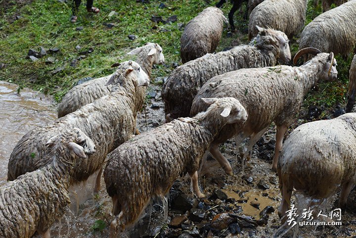 2016年凉山州昭觉县甘多洛古乡果阿丁村举行首届剪羊毛节