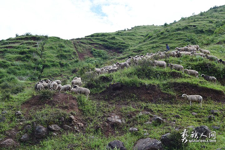 2016年凉山州昭觉县甘多洛古乡果阿丁村举行首届剪羊毛节