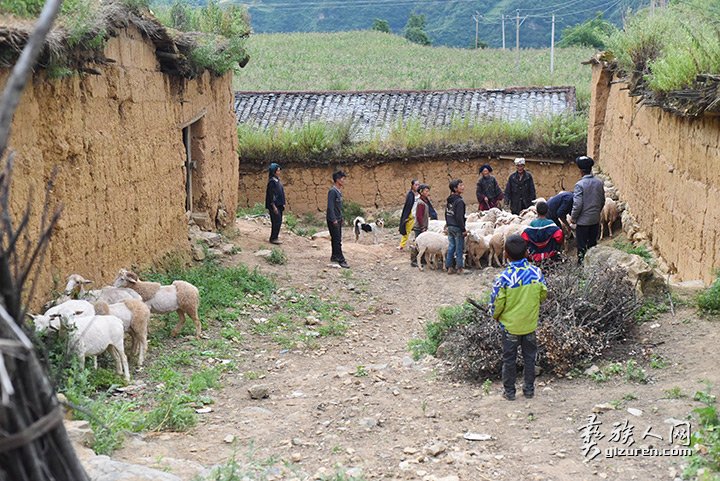 2016年凉山州昭觉县甘多洛古乡果阿丁村举行首届剪羊毛节