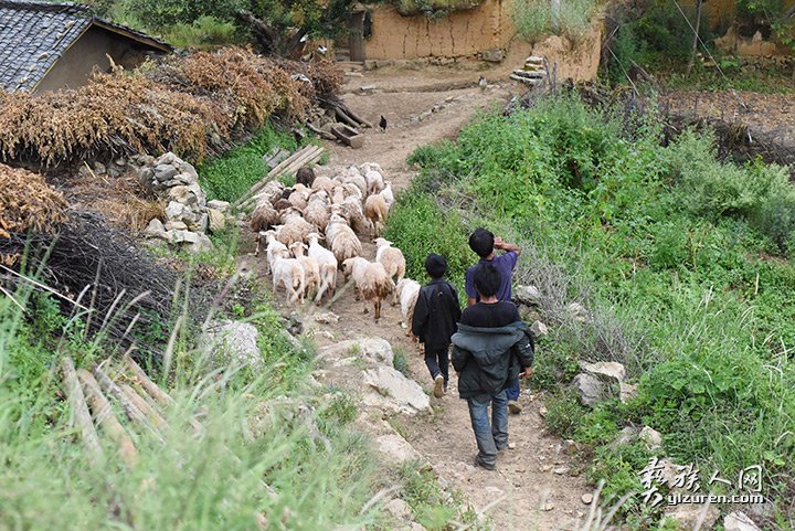 2016年凉山州昭觉县甘多洛古乡果阿丁村举行首届剪羊毛节