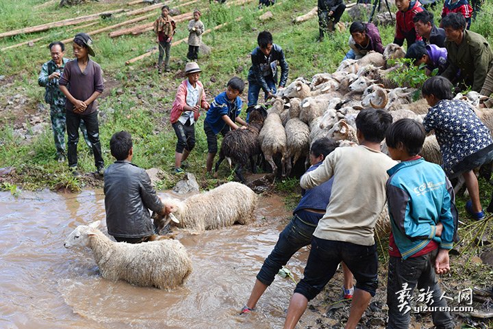 2016年凉山州昭觉县甘多洛古乡果阿丁村举行首届剪羊毛节