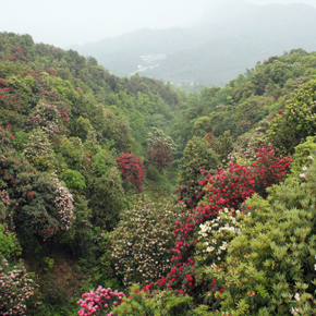 你带我去看花