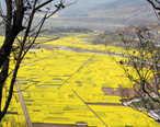 凉山越西油菜花：如诗如画好风景