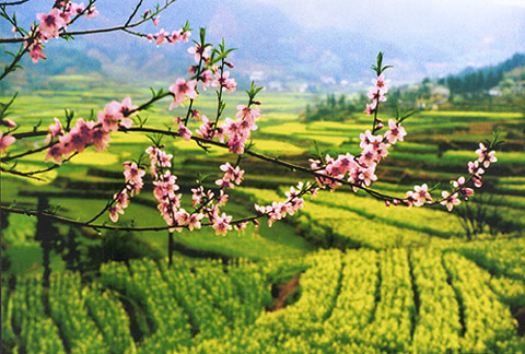 越西油菜花开金灿灿