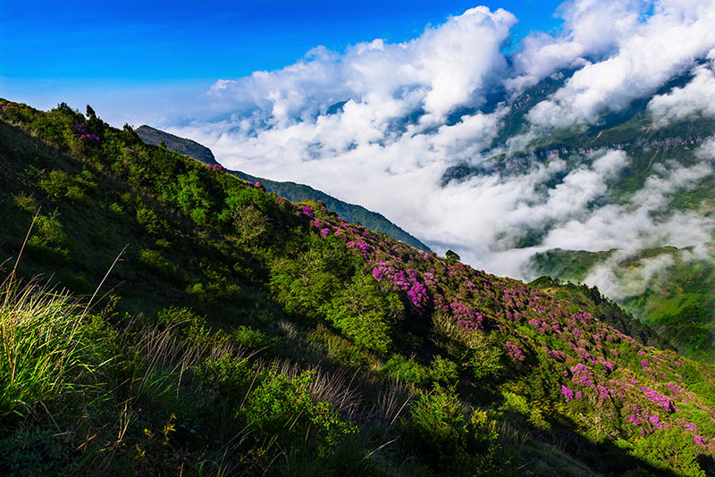 山花烂漫