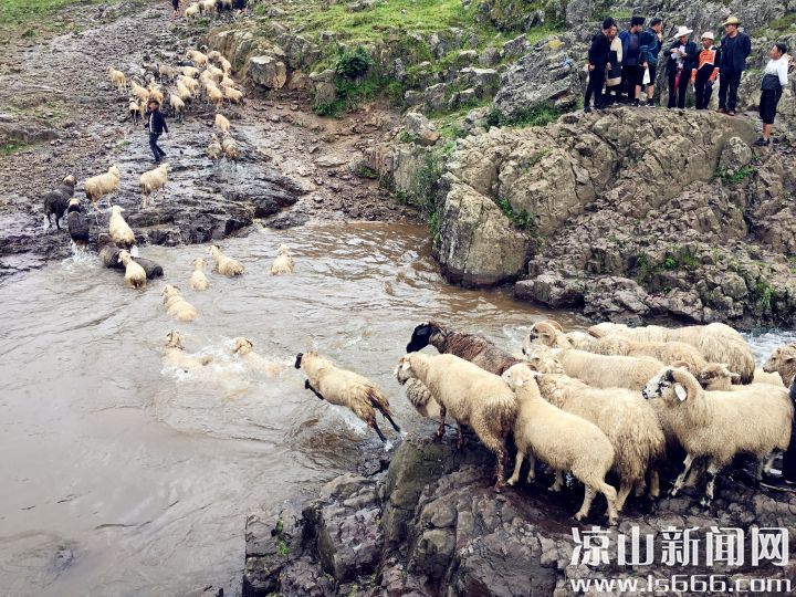 图六：第一只勇敢跳下河的羊将成为整个羊群的头羊1