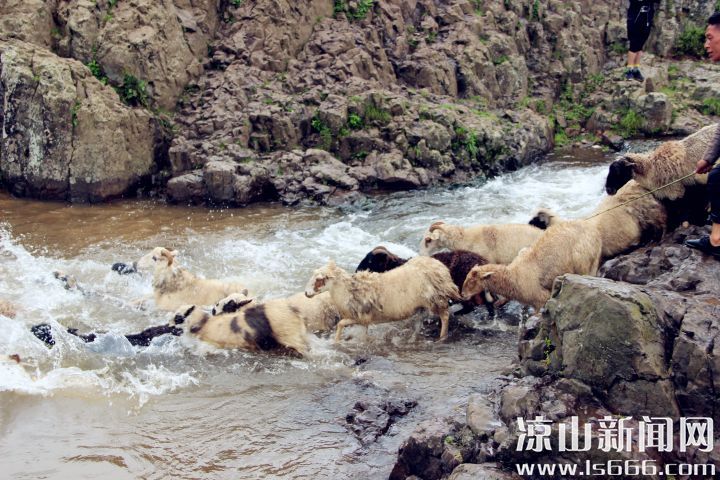 图五：第一只勇敢跳下河的羊将成为整个羊群的头羊