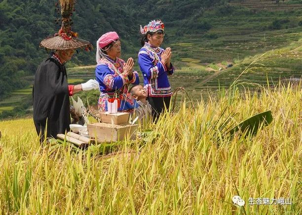 影像峨山 | “彝族祭谷开镰”