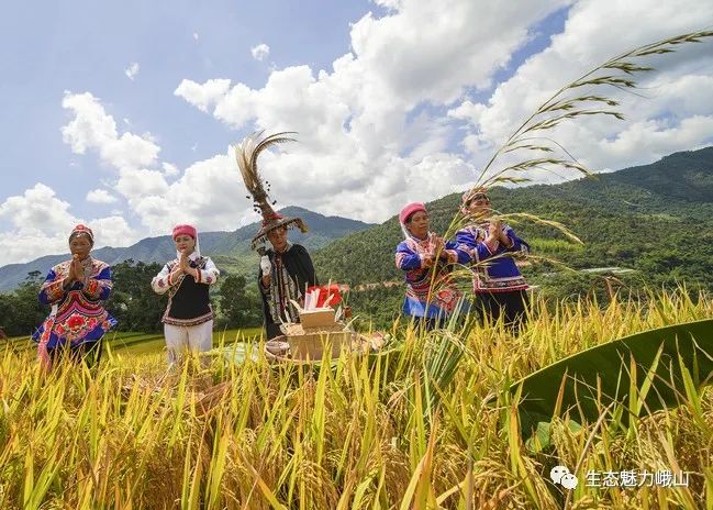 影像峨山 | “彝族祭谷开镰”