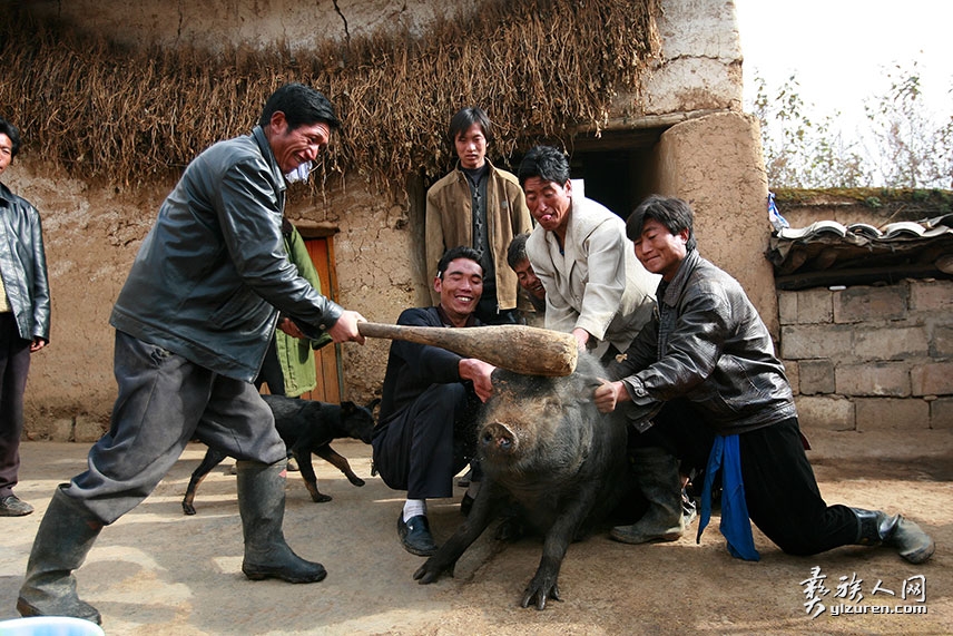 彝族年杀过年猪