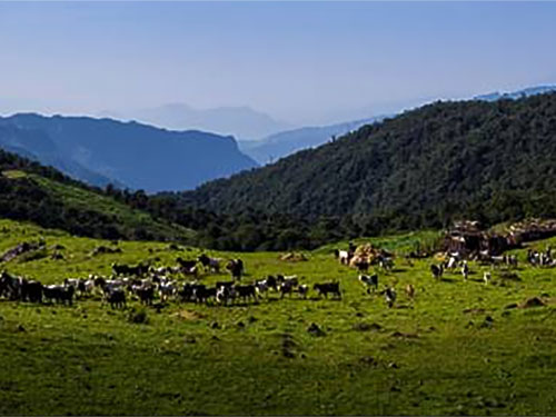 濒临失传的小凉山彝族圈羊祭