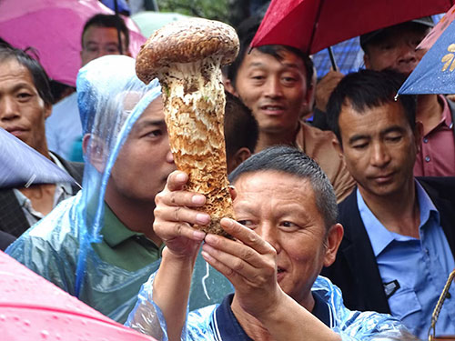 普显宏：味之美者，南华之菌