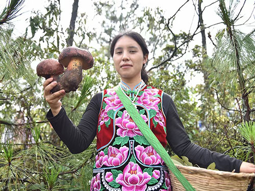 野生菌是南华最大的一颗蓝宝石——写在中国·南华第二十一届野生菌美食文化节开幕之际