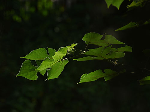 李代珠：寂寞山坡的温馨