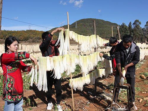 武定哪吐彝村：萝卜种出新生活